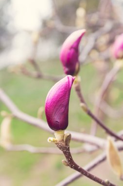 Manolya tomurcukları demet