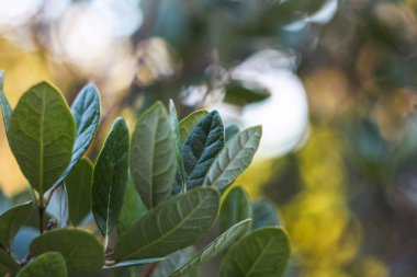 yaprakları arka plan