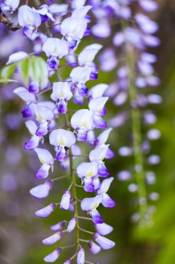 Wisteria çiçekler