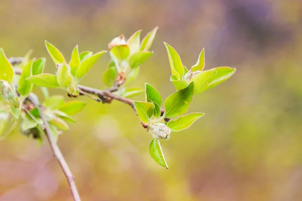 Verse bladeren van lila boom — Stockfoto