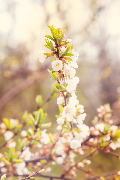 Marillenzweig — Stockfoto