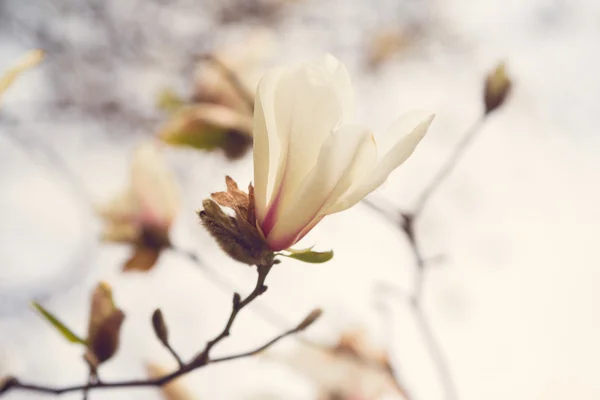Магнолія цвітіння весни — стокове фото