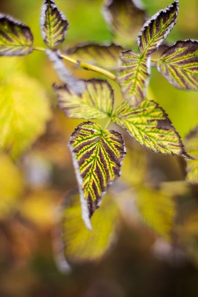 Hojas de arbusto de frambuesa de otoño — Foto de Stock