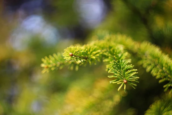 Ramo di abete sfocato — Foto Stock