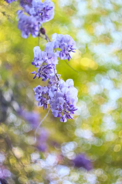 Wisteria çiçekler — Stok fotoğraf