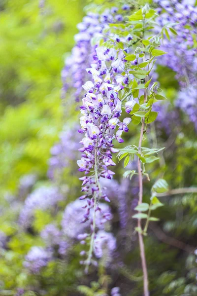 Flores da Wisteria — Fotografia de Stock