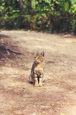 Kırmızı kedi dışarı