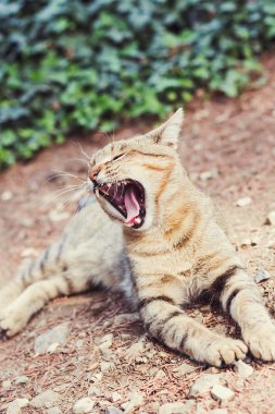 Kırmızı kedi esneme