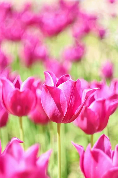 Tulipanes rosados en el campo — Foto de Stock
