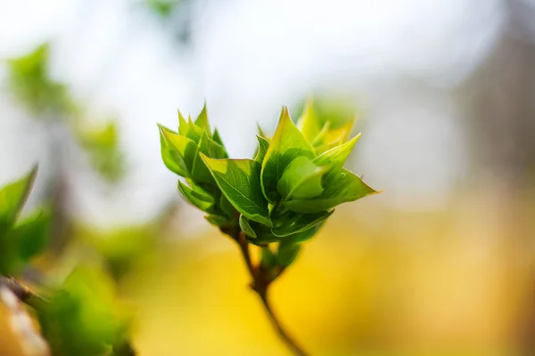 Зеленые листья сирени — стоковое фото