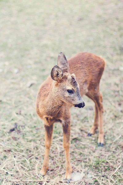 Cerf de Daby dans la nature — Photo