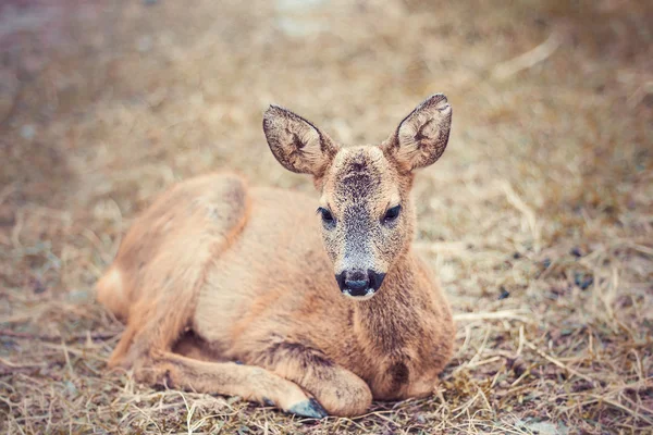 Fauve couchée sur l'herbe — Photo