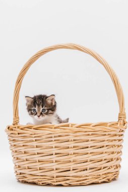 A fluffy kitten is sitting in a wicker basket. A small striped cat looks out of a basket on a white background, vertical photo.