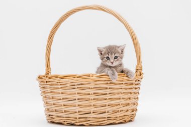 A fluffy gray kitten is sitting in a wicker basket. A small striped cat looks out of a basket on a white background, vertical photo.