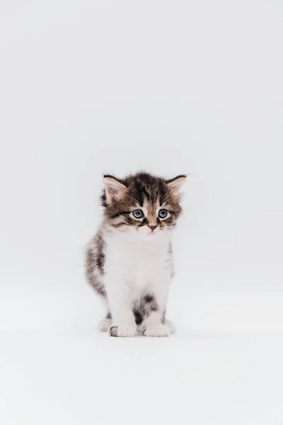 Blue Eyed Striped Kitten White Breast Looks Away Portrait Small — Stok fotoğraf