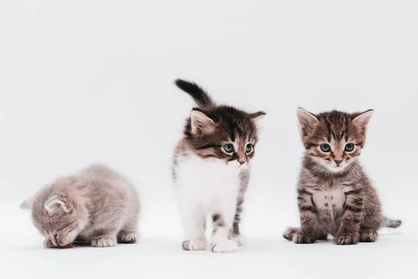 Three Kittens White Background Blue Eyed Monthly Cats Sit Stand — Stock Fotó