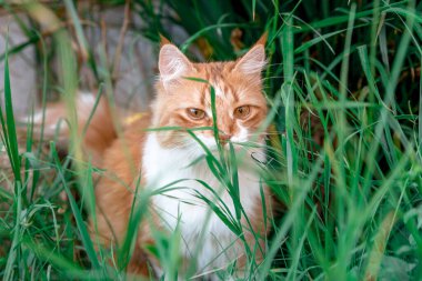 A red cat is looking for something in the green grass. A young cat with yellow eyes walks in the yard.