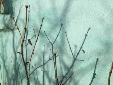 Arka planda yaprakları olmayan bir ağacın dalları üzerine gölge düşmüş alçıdan yapılmış yeşil bir duvarın.