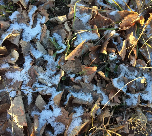 落ちた枯れ葉の上の青白雪 — ストック写真