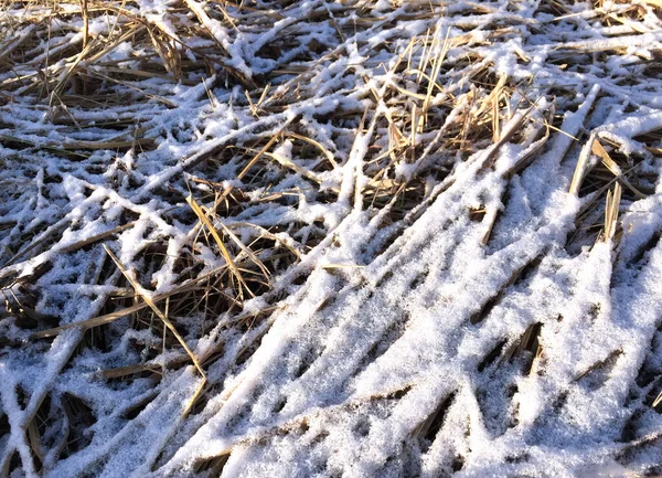 晩秋の初雪に覆われた乾燥した枯れてしまったフィールドの植物 — ストック写真