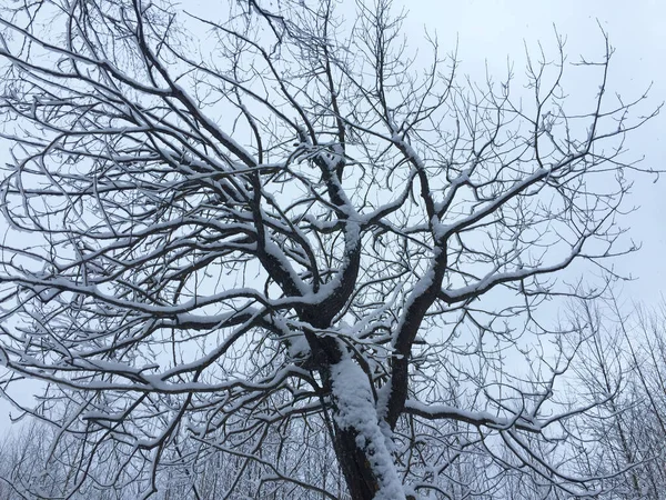 Corona Árbol Ramificado Contra Cielo Invierno — Foto de Stock