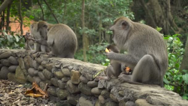 Macaques一家带着孩子在公园里休息和吃饭 — 图库视频影像