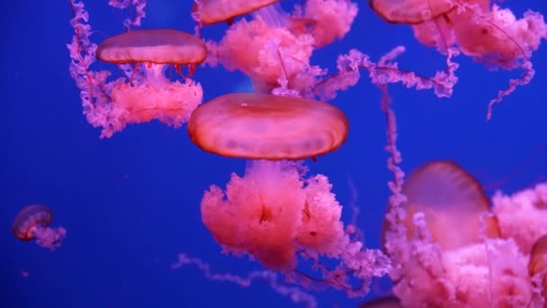 Glühende Quallen schwimmen im Aquarium — Stockvideo