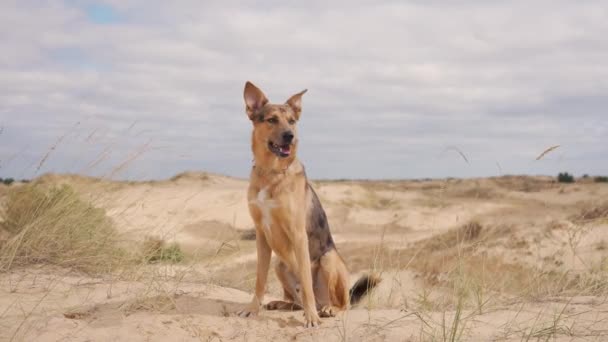 Zbloudilý pes na duně v poušti — Stock video