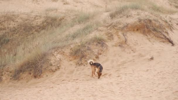 Perro Callejero Corriendo Través Dunas Arena Desierto Día Soleado — Vídeos de Stock