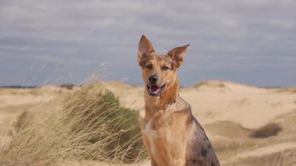 Zbłąkany Pies Wydmie Pustyni Słoneczny Dzień — Wideo stockowe