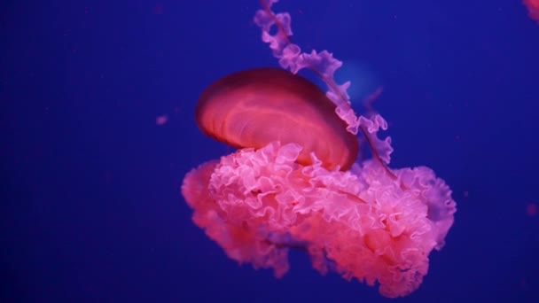 Colorful Glowing Jellyfish Swimming Aquarium — Stock Video