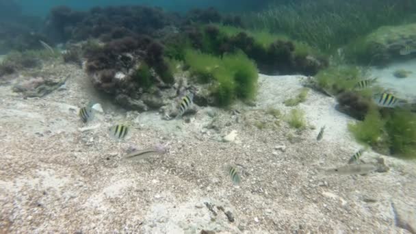 Búvárkodás Korallzátonyok Körül Trópusi Halakkal Víz Alatt — Stock videók