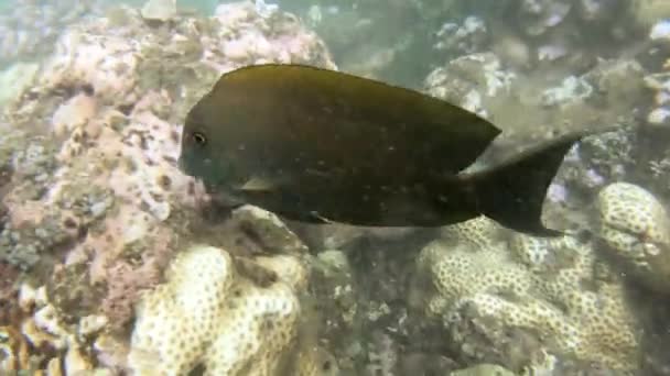 Snorkeling around the coral reefs with tropical fishes — Stock Video