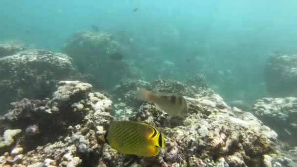 열대어들 과 함께 산호초 주위를 어슬렁 거리는 모습 — 비디오