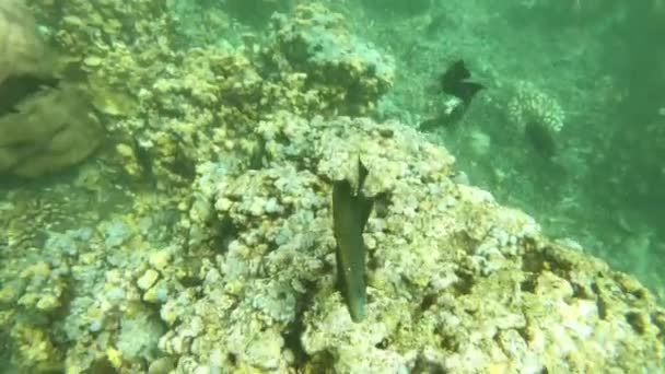 Nurkowanie wokół raf koralowych z tropikalnymi rybami — Wideo stockowe