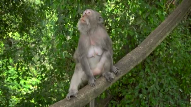 Macaque reposant dans un parc — Video