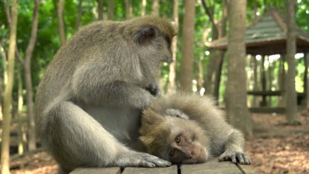 A pair of macaques rests in the park on a bench — Stock Video
