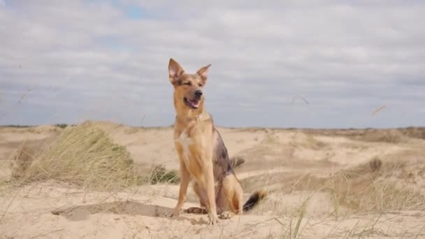 Бродячий собака на дюні в пустелі — стокове відео