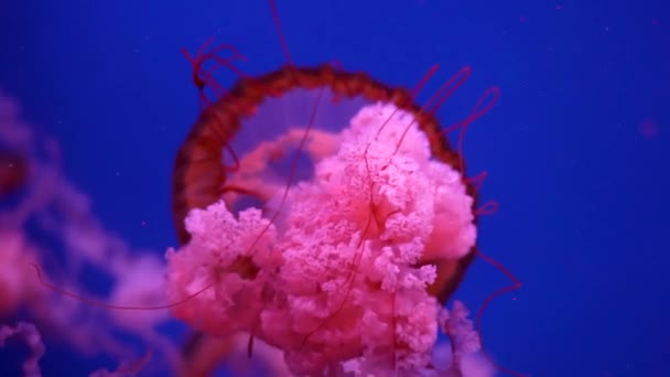 Светящиеся медузы плавают в аквариуме — стоковое видео