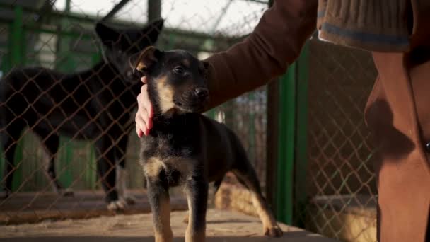Homeless puppy being adopted from stray and homeless pets shelter — Αρχείο Βίντεο