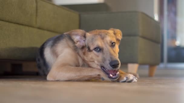 Domestic dog gnaws a bone on the floor — Vídeo de Stock