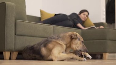 Domestic dog gnaws a bone on the floor while the owner reads a book on the couch