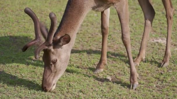 Ciervo rojo joven pastando en el zoológico — Vídeo de stock