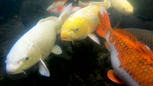 Kolorowe Ryby Karpia Koi Stawie — Wideo stockowe
