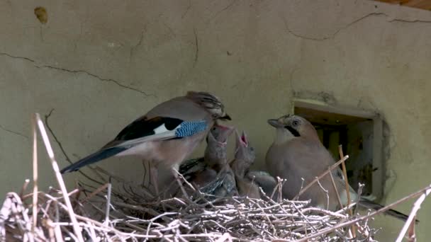 Blue Jay Family Feeding Chicks Nest Sunny Spring Day — Stock video