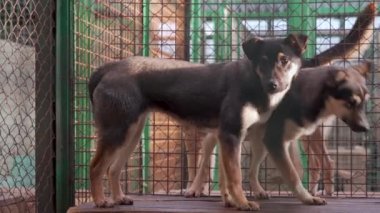 Barınaktaki kafeste evsiz köpekleri kurtardım.