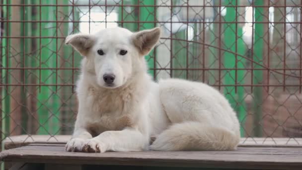 Rescued Homeless Dog Cage Shelter — Stockvideo