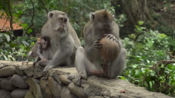 Groep Makaken Met Baby Een Park Aan Het Spelen Met — Stockvideo