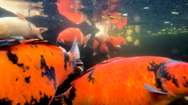 Colorful Koi Carp Fishes Pond — Stock Video