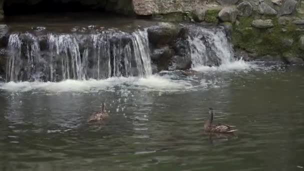 Утки Плавают Пруду Искусственного Водопада Парке — стоковое видео